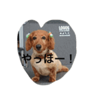 秋田だっくすチャチャ（個別スタンプ：4）