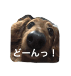秋田だっくすチャチャ（個別スタンプ：7）
