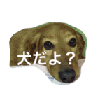 秋田だっくすチャチャ（個別スタンプ：8）