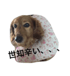 秋田だっくすチャチャ（個別スタンプ：9）
