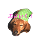 秋田だっくすチャチャ（個別スタンプ：11）