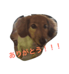 秋田だっくすチャチャ（個別スタンプ：12）