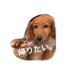 秋田だっくすチャチャ（個別スタンプ：14）