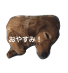 秋田だっくすチャチャ（個別スタンプ：16）