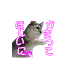 ゴージャスな猫のつぶやき（個別スタンプ：1）