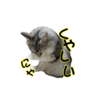 ゴージャスな猫のつぶやき（個別スタンプ：2）