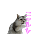 ゴージャスな猫のつぶやき（個別スタンプ：4）