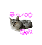 ゴージャスな猫のつぶやき（個別スタンプ：5）