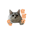ゴージャスな猫のつぶやき（個別スタンプ：6）