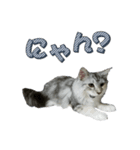 ゴージャスな猫のつぶやき（個別スタンプ：7）