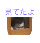 かほっちのスタンプ（個別スタンプ：16）