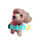 うちのもこ。~よく使う編~（個別スタンプ：1）