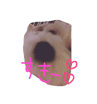 うちのもこ。~よく使う編~（個別スタンプ：13）