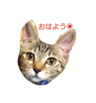 モカの使えるスタンプ（個別スタンプ：11）