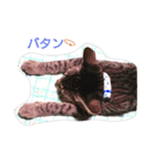 モカの使えるスタンプ（個別スタンプ：15）