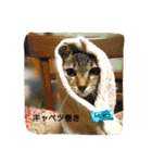 モカの使えるスタンプ（個別スタンプ：31）
