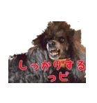トイプードル ボッピ家語録（個別スタンプ：4）