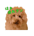 トイプードル ボッピ家語録（個別スタンプ：6）