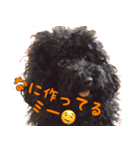 トイプードル ボッピ家語録（個別スタンプ：8）