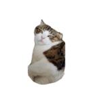 我が家の猫^^（個別スタンプ：1）