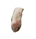 我が家の猫^^（個別スタンプ：2）