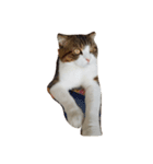 我が家の猫^^（個別スタンプ：3）