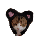 我が家の猫^^（個別スタンプ：4）