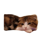 我が家の猫^^（個別スタンプ：7）