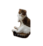 我が家の猫^^（個別スタンプ：8）