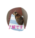 cat and my baby（個別スタンプ：6）