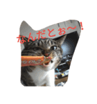 cat and my baby（個別スタンプ：7）