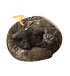 cat and my baby（個別スタンプ：8）