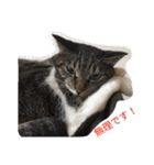 cat and my baby（個別スタンプ：10）