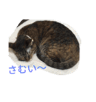 cat and my baby（個別スタンプ：11）