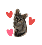 cat and my baby（個別スタンプ：15）