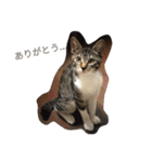 cat and my baby（個別スタンプ：16）