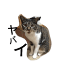 cat and my baby（個別スタンプ：17）