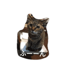 cat and my baby（個別スタンプ：18）