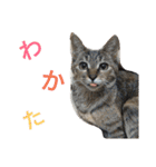 cat and my baby（個別スタンプ：19）