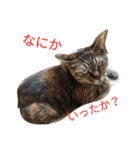 cat and my baby（個別スタンプ：21）
