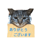 cat and my baby（個別スタンプ：22）