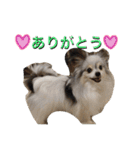パピヨンのまろんスタンプ3（個別スタンプ：3）
