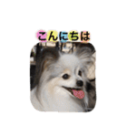 パピヨンのまろんスタンプ3（個別スタンプ：5）