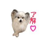 パピヨンのまろんスタンプ3（個別スタンプ：6）