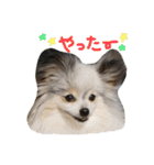 パピヨンのまろんスタンプ3（個別スタンプ：8）