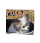 パピヨンのまろんスタンプ3（個別スタンプ：12）