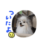 パピヨンのまろんスタンプ3（個別スタンプ：17）