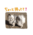 パピヨンのまろんスタンプ3（個別スタンプ：20）