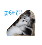 パピヨンのまろんスタンプ3（個別スタンプ：21）