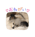 パピヨンのまろんスタンプ3（個別スタンプ：22）